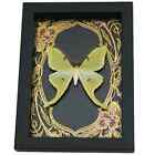 Real Framed Luna Moth Gold Foil Art Nouveau Taxidermy Display