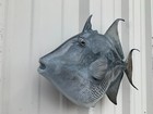24  Grey Triggerfish Two Sided Fish Mount Replica - Quick Production