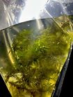 Christmas Moss - Rare Freshwater Aquatic Live Plant Farmed Fresh  8