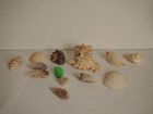 Assorted Bulk Sea Shells Beach Shell Table Decor Craft Lot