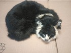 Vintage Real Fur Black   White Cat Lifesize Taxidermy Rabbit Fur