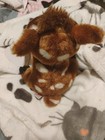 Ty Beanie Boos Buckley Deer Fawn Brown 6  Plush Stuffed Animal Toy Gift