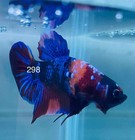 Betta Nemo Koi Male Multi Live Fish Usa High Quality  298