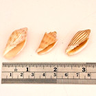 Voluta  Benthalis  Parabola And Ellioti- Lot Of 3