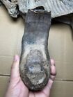 1100g Excellent Ice Age Mammal Tooth Specimen Pleistocene