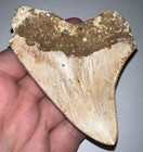 Indonesian Megalodon Fossil Shark Tooth 3 8 Inches Pristine Serrations No Repair
