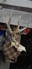 Big Mule Deer European Mount Set Antlers Sheds Horns Elk Moose Rack
