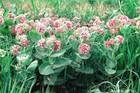 50 showy Milkweed Seeds Native Wildflower Container Flower Garden Heat Cold Easy