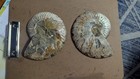 Ammonite Fossil Pair 7 Inch Wide 100  Natural