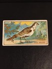 1910 T42 Rare Emblem Cigarettes Bird Series White Border-sage Grouse 1rst Series