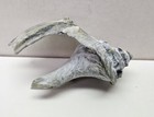 Beautiful 6 Inch Long Flying Sea Shell Display Piece 