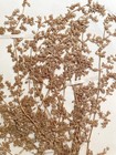 Antique Herbarium Pressed Botanical Specimen 1920s Green Carpet 15  X 10 