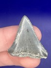 1 23    Triangular Great White Shark Tooth Fossil Real Shark Teeth