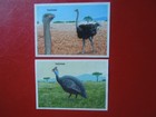 G6789   Tanzania 1989  Birds  Ostrich Imperf Proofs     Mnh  Scarce