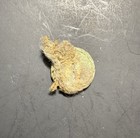 Extraordinary Confederate Old English T    With Cloth Uniform Remains