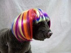 Cute Rainbow Multi Colored Short Bob Dog Costume Wig W  Bangs Pride Pet Size M l