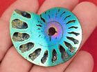Polished Teal Gold And Blue Titanium Pyrite Ammonite Fossil Russia 2 10