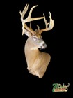 Whitetail Deer Shoulder Mount 173 2 8    Iowa Buck Antlers Sheds Taxidermy