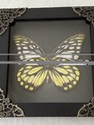 Real Framed Spotted Sawtooth Butterfly Taxidermy Insect Oddities Wall Decor