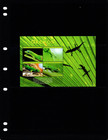  21 00 Scott Value - 2017 St  Vincent Geckos S s Lizards Caribbean Cv Mnh Nh Umm