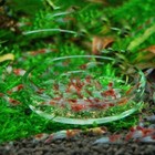Shrimp Feeders Glass Feeding Dish Aquariums Fish Tanks Round Tray Bowl