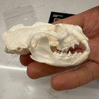 Real American Mink Skull Taxidermy Animal Specimen Mink Decoration Oddities