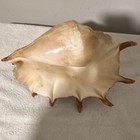 Strombus Large Brown And White Spiked Shell Collectible