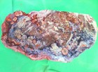 Polished Petrified Wood Arizona Fossil 45  Lbs 16  X 9  X 4   