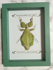 Taxidermy Real Framed Leaf Insect In Green Wooden Frame entomology art New