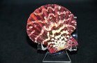 Gloripallium Pallium - 50 Mm - 2  - See Multiple Item Description - Save   
