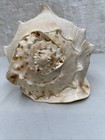 Queen Helmet 9 5    Conch Sea Shell Cassis Cornet Large Horn