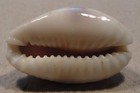 Cypraea Erosa 31mm Philippines
