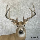  30733 E   Whitetail Deer Life Size Taxidermy Mount For Sale