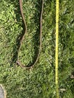 English Leather Bridle Headstall Laced Reins   Copper Loose Ring Snaffle Bit