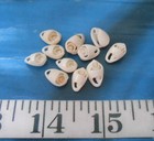   Sliced Marginella Shells   10 Basket Cuts   White ivory   Sailor s Valentines 