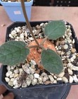 5cm  Dorstenia Ellenbeckiana Wysiwyg Own Root Boutique