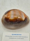 Cypraea Ventriculus Seashell     57 6 Mm Giant Cowrie     F2