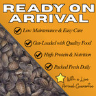 Best Live Feeder Insects Dubia Roaches - Multiple Sizes And 50  100  250  500cts