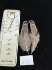 Grey Peacock Pheasant Feathers