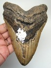 Megalodon Shark Tooth - Real 5 42  - Xxl Shark Teeth Fossil - No Restorations