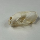 Real Mink Skull Taxidermy Odd Goth Crafts Cleaned Witchy Craft Weird  3930
