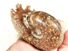 Wow Larger  Polished Aaa Chambered Ammonite Fossil With Stand Madagascar 230gr