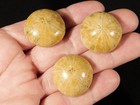 Lot Of Three  Small Polished 150 Million Year Old  Sand Dollar Fossils 1 73