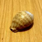 Beautiful Sea Shell  Almsot 60 Mm