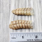 2 Large Rattlesnake Rattles   575n    Taxidermy Diamondback Sidewinder