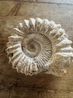 Large Fos Giant Ammonite Fossil Real 13lbs 14oz Collectible Ancient