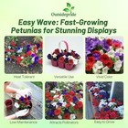  The Flag Mix Easy Wave Petunia Seeds - 30 Pcs  Annual  Compact   30 Seeds