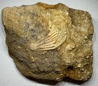 Fifeocrinus Crinoid Calyx   Other Types Of Fossil Plate Alabama Bangor Limestone