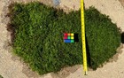 Live Premium Organic Appalachian Fern Moss Flat For Decor  Terrarium  Reptiles