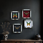 Taxidermy Deaths Head Moth Insect Real Framed Sunset Moth Colletion Art Decor
